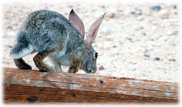 Baby-Jackrabbit