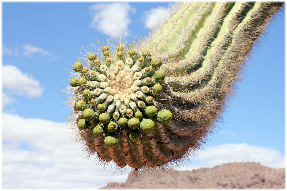 SaguaroNubs