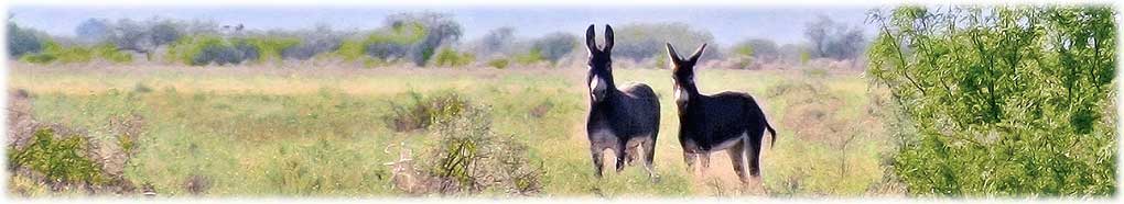 Wild burros near Wildcat Peak