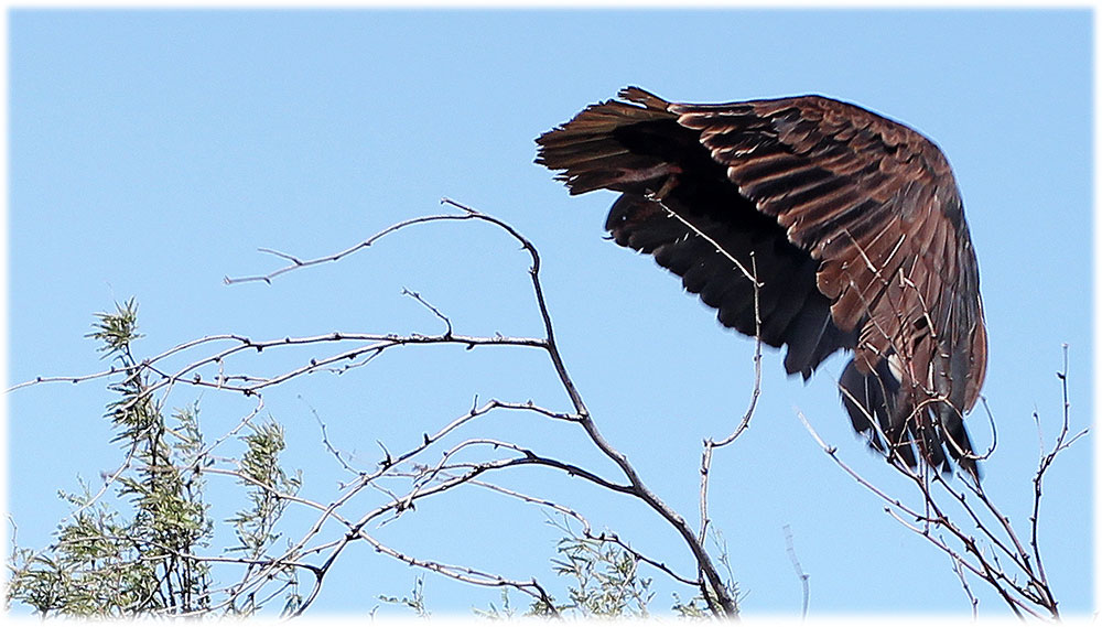 buzzard-landing